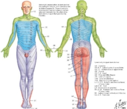 Sciatica, Back Pain, and Associated Leg Pain